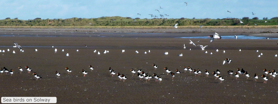 Sea Birds on Solway