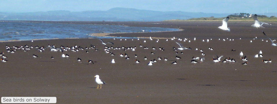 Sea Birds on Solway