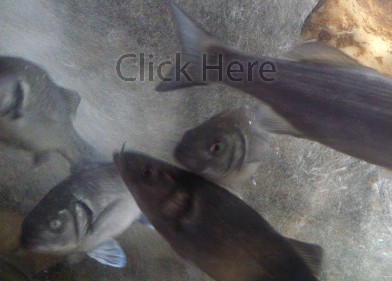 VISITOR ATTRACTIONS